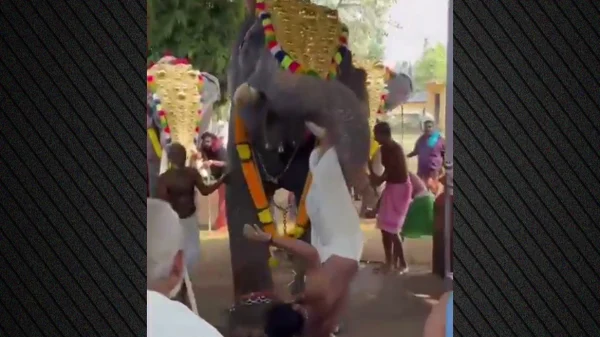 Ελέφαντας στην Ινδία άρπαξε άνδρα με την προβοσκίδα του και τον εκσφενδόνισε, τραυματίζοντάς τον σοβαρά, δείτε βίντεο