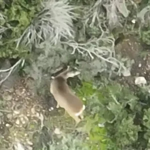 Πανέμορφο ζευγάρι ζαρκαδιών εντοπίστηκε για πρώτη φόρα στο Σέιχ Σου