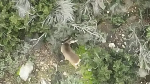 Πανέμορφο ζευγάρι ζαρκαδιών εντοπίστηκε για πρώτη φόρα στο Σέιχ Σου