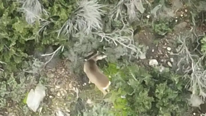 Πανέμορφο ζευγάρι ζαρκαδιών εντοπίστηκε για πρώτη φόρα στο Σέιχ Σου