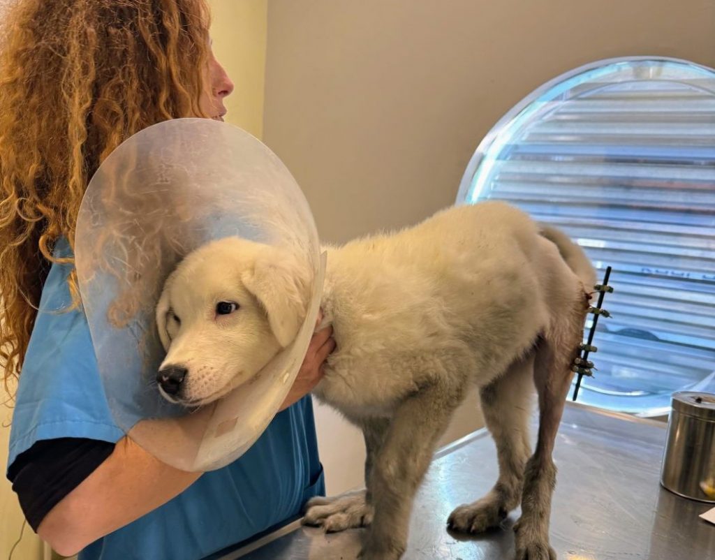 Ο κούταβος Μάριος χειρουργήθηκε και ζητάει τη στήριξή μας