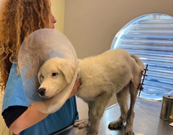 Ο κούταβος Μάριος χειρουργήθηκε και ζητάει τη στήριξή μας