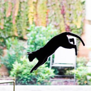 Γιατί οι γάτες προσγειώνονται πάντα, σώες, στα πόδια τους; Επιστήμονες έλυσαν επιτέλους το μυστήριο