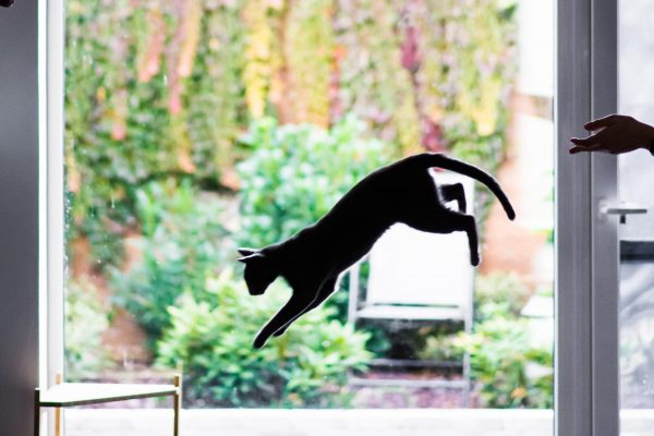 Γιατί οι γάτες προσγειώνονται πάντα, σώες, στα πόδια τους; Επιστήμονες έλυσαν επιτέλους το μυστήριο