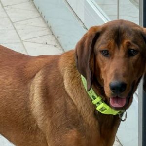 Βρέθηκε σκύλος στην οδό Βασιλικών