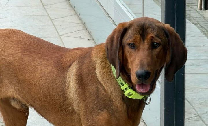 Βρέθηκε σκύλος στην οδό Βασιλικών