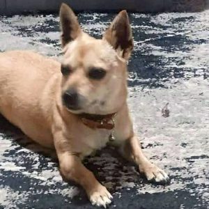 Βρέθηκε σκυλάκι στον Αφανό - Μήπως το αναζητάτε;