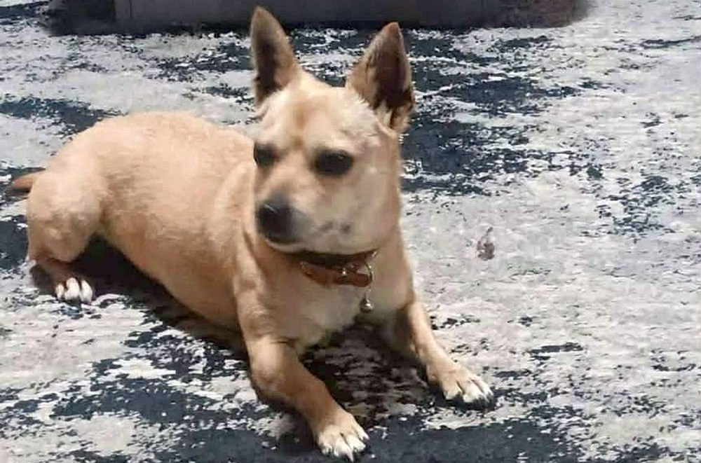 Βρέθηκε σκυλάκι στον Αφανό - Μήπως το αναζητάτε;