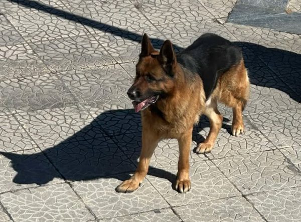 Λαμία: Μήπως ψάχνετε τον σκύλο της φωτογραφίας;