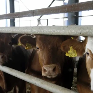 Αφθώδης πυρετός: Επιβεβαιωμένο κρούσμα σε βοoειδή στη Λέσβο – Σχέδιο έκτακτης ανάγκης από το υπουργείο Αγροτικής Ανάπτυξης