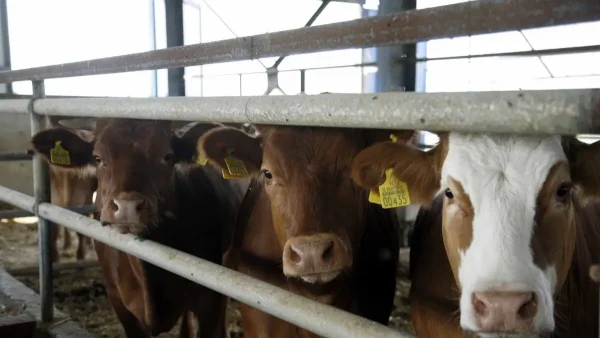 Αφθώδης πυρετός: Επιβεβαιωμένο κρούσμα σε βοoειδή στη Λέσβο – Σχέδιο έκτακτης ανάγκης από το υπουργείο Αγροτικής Ανάπτυξης