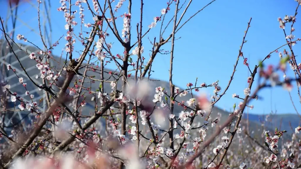 Εαρινή ισημερία 2026: Σήμερα μπαίνει και επίσημα η άνοιξη στο βόρειο ημισφαίριο