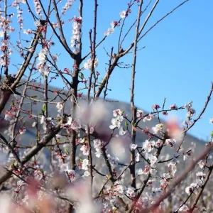 Εαρινή ισημερία 2026: Σήμερα μπαίνει και επίσημα η άνοιξη στο βόρειο ημισφαίριο