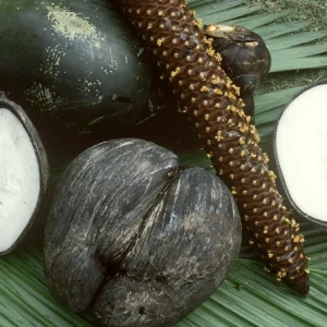 Ο μεγαλύτερος σπόρος στη Γη ζυγίζει 30 κιλά - Το εντυπωσιακό «coco de mer» των Σεϋχελλών