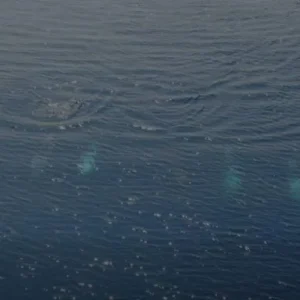 Σταχτοδέλφινα «οργώνουν» το Αιγαίο!