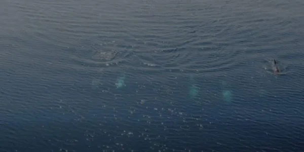 Σταχτοδέλφινα «οργώνουν» το Αιγαίο!