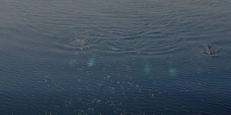 Σταχτοδέλφινα «οργώνουν» το Αιγαίο!