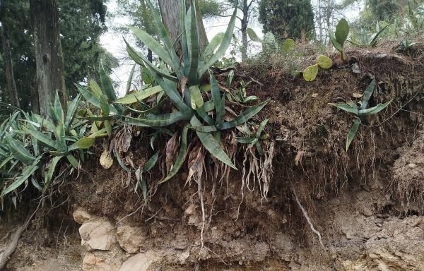 Επικίνδυνη κατάσταση με δέντρα στον δρόμο ανατολικά του Κάστρου
