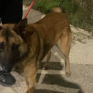Χάθηκε λυκόσκυλο malinois στη Ροδίτσα - Μπορείτε να βοηθήσετε;