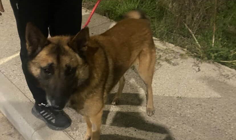 Χάθηκε λυκόσκυλο malinois στη Ροδίτσα - Μπορείτε να βοηθήσετε;