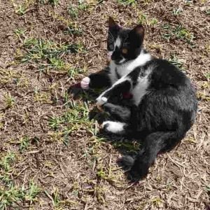 Χάθηκε ο γατούλης της φωτογραφίας στα Καλύβια Λαμίας