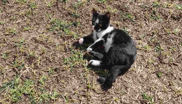 Χάθηκε ο γατούλης της φωτογραφίας στα Καλύβια Λαμίας