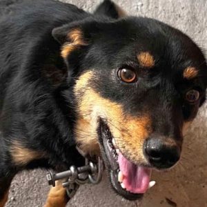 Βρέθηκε σκυλάκι στην Αγία Παρασκευή Λαμίας