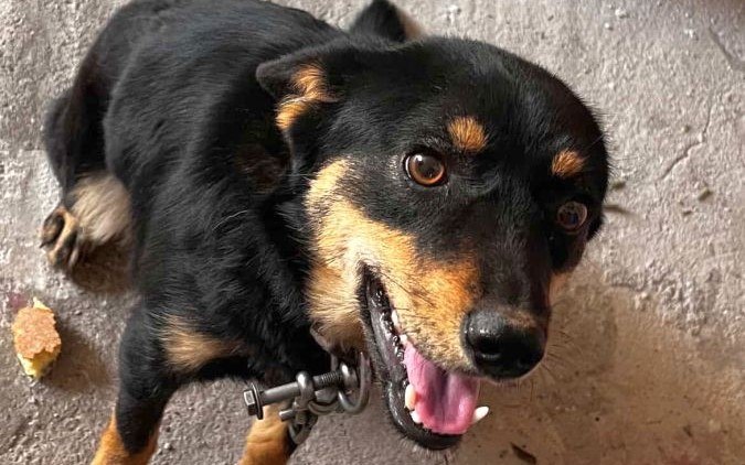 Βρέθηκε σκυλάκι στην Αγία Παρασκευή Λαμίας