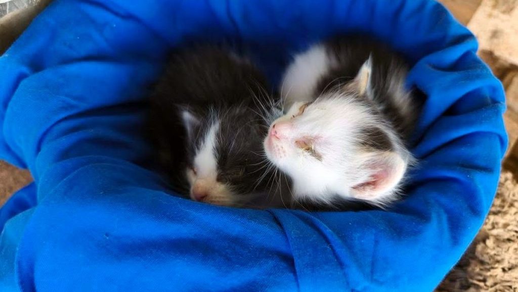 Νεογέννητα γατάκια χρειάζονται άμεσα τη βοήθειά μας - Μπορείτε να βοηθήσετε;