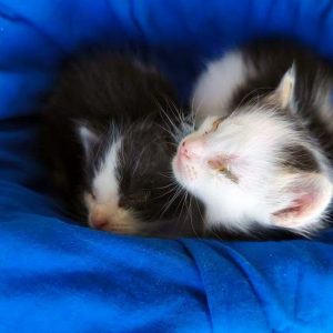 Νεογέννητα γατάκια χρειάζονται άμεσα τη βοήθειά μας - Μπορείτε να βοηθήσετε;