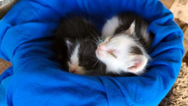 Νεογέννητα γατάκια χρειάζονται άμεσα τη βοήθειά μας - Μπορείτε να βοηθήσετε;