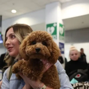 Επαναπατρίστηκαν άλλοι 101 Έλληνες με τα 47 κατοικίδια τους, με ειδική πτήση από τη Μέση Ανατολή