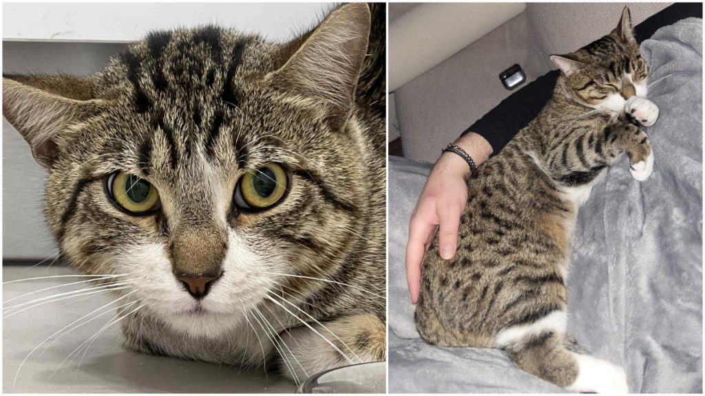 Χάθηκε τυφλός γάτος στη Λαμία - Βοηθήστε μας να τον βρούμε