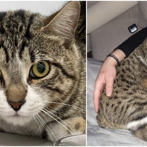 Χάθηκε τυφλός γάτος στη Λαμία - Βοηθήστε μας να τον βρούμε