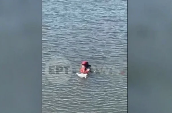 Γλάρος εγκλωβίστηκε σε σπάγκο από χαρταετό: Η στιγμή που διασώστης βουτά στο φράγμα Θέρμης για να τον σώσει