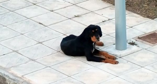 Βρέθηκε σκύλος στην περιοχή της Άμπλιανης