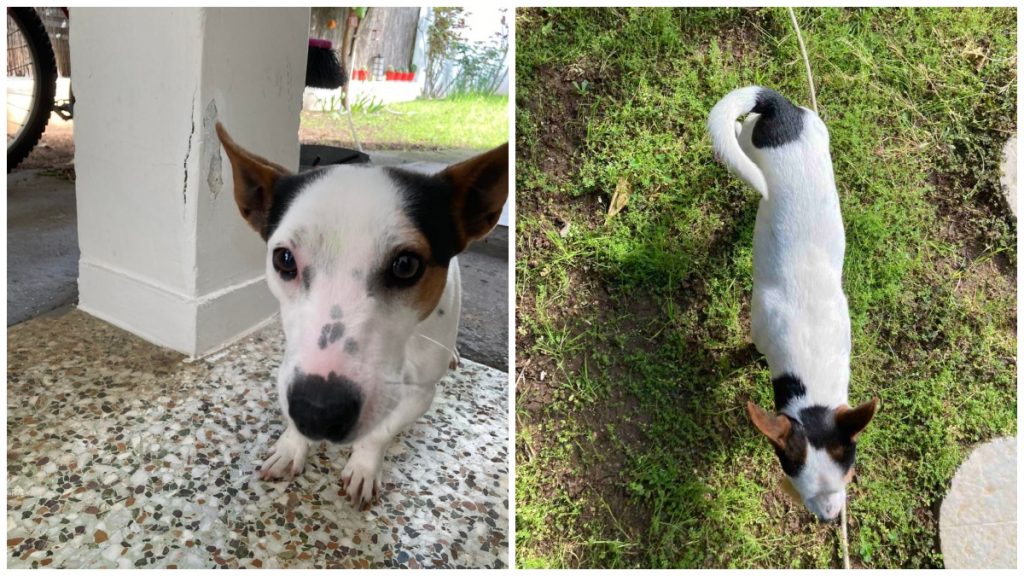 Βρέθηκε το juck russell της φωτογραφίας - Μήπως το αναζητάτε;