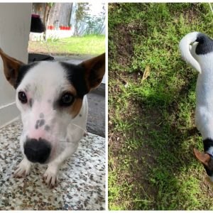 Βρέθηκε το juck russell της φωτογραφίας - Μήπως το αναζητάτε;