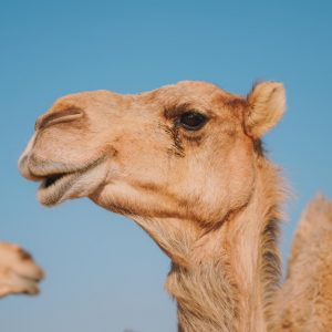 Σάλος σε καλλιστεία καμηλών στο Ομάν: Οι διοργανωτές απέκλεισαν 20 ζώα για... μπότοξ και αισθητικά εμφυτεύματα