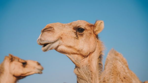 Σάλος σε καλλιστεία καμηλών στο Ομάν: Οι διοργανωτές απέκλεισαν 20 ζώα για... μπότοξ και αισθητικά εμφυτεύματα