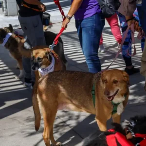Πτήση επαναπατρισμού Αθήνα-Ντουμπάι από το ΥΠΕΞ για κατοικίδια και τους ιδιοκτήτες τους