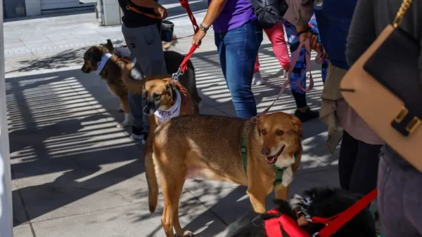 Επαναπατρισμοί από Μέση Ανατολή: Ειδική πτήση από το Ντουμπάι για πολίτες με κατοικίδια