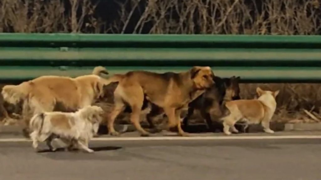 Κίνα: Viral το βίντεο με τα επτά σκυλιά που δραπέτευσαν πριν φαγωθούν και περπάτησαν 17 χιλιόμετρα πίσω στα σπίτια τους