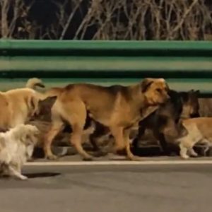 Κίνα: Viral το βίντεο με τα επτά σκυλιά που δραπέτευσαν πριν φαγωθούν και περπάτησαν 17 χιλιόμετρα πίσω στα σπίτια τους