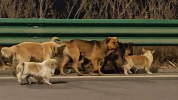 Κίνα: Viral το βίντεο με τα επτά σκυλιά που δραπέτευσαν πριν φαγωθούν και περπάτησαν 17 χιλιόμετρα πίσω στα σπίτια τους