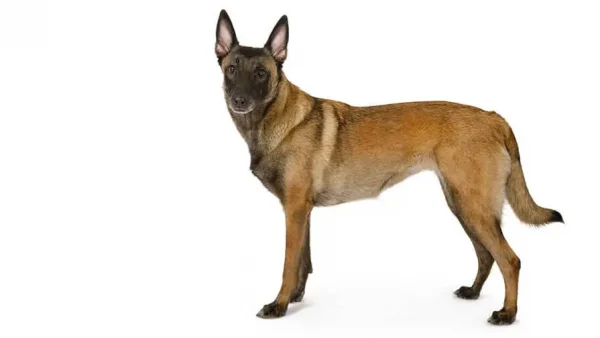 Χάθηκε λυκόσκυλο malinois στη Ροδίτσα - Μπορείτε να βοηθήσετε;