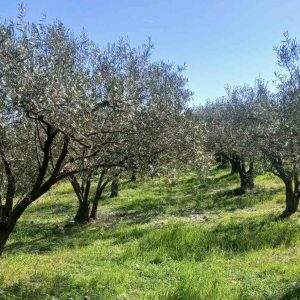 Πωλείται ελαιοπερίβολο στις Μεξιάτες