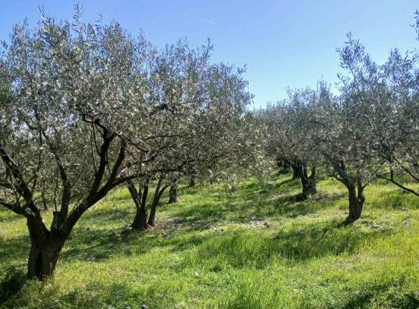 Πωλείται ελαιοπερίβολο στις Μεξιάτες