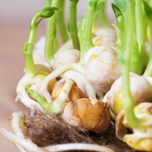 Ρεβίθια καλλιεργήθηκαν με επιτυχία σε προσομοιωμένο σεληνιακό έδαφος