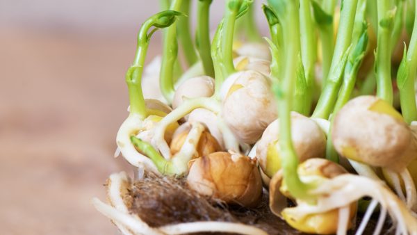 Ρεβίθια καλλιεργήθηκαν με επιτυχία σε προσομοιωμένο σεληνιακό έδαφος